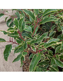 Prunus lusitanica Variegata (35lt)