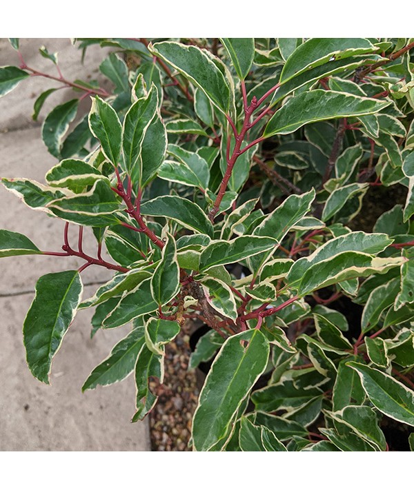 Prunus lusitanica Variegata (15lt)
