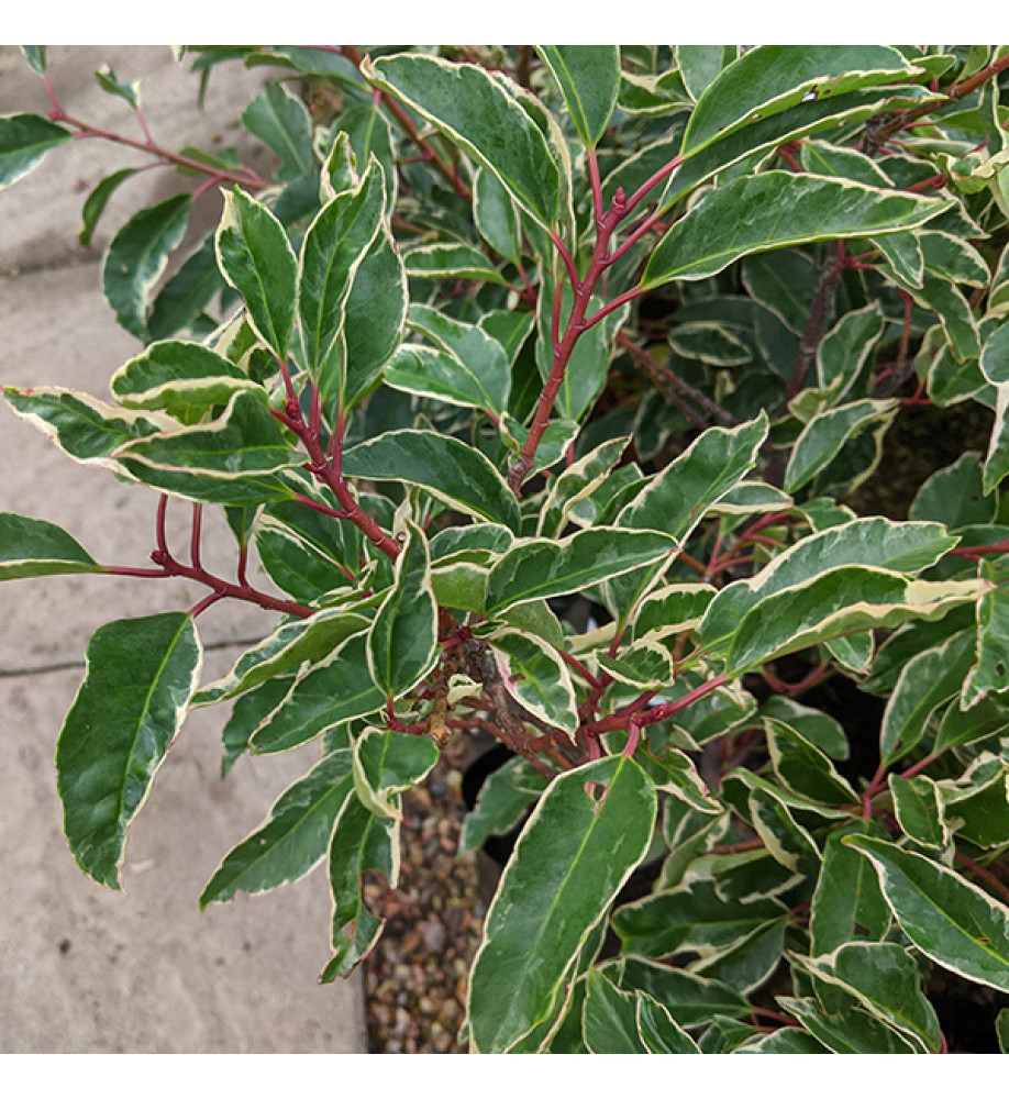 Prunus lusitanica Variegata (35lt)
