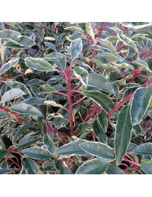 Prunus lusitanica Variegata (2lt)