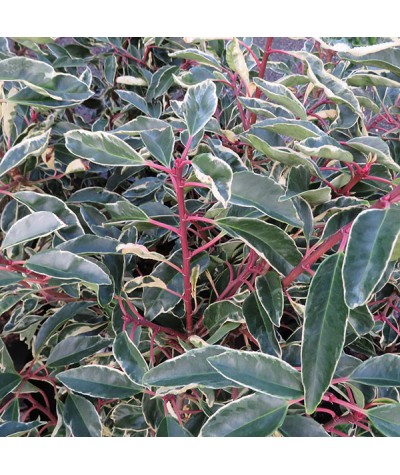 Prunus lusitanica Variegata (15lt)