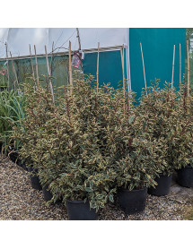 Prunus lusitanica Variegata (35lt)