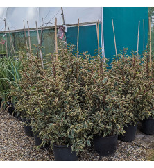 Prunus lusitanica Variegata (35lt)