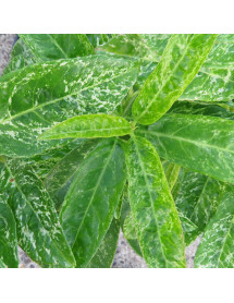 Prunus laurocerasus Marbled White (3lt)