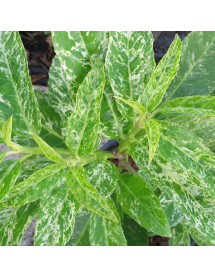 Prunus laurocerasus Marbled White (3lt)