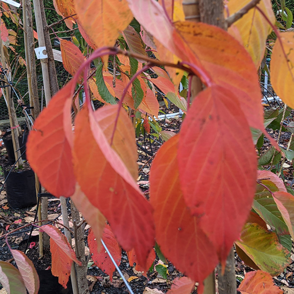 Prunus Matsumae-fuki (Chocolate Ice) (12lt)