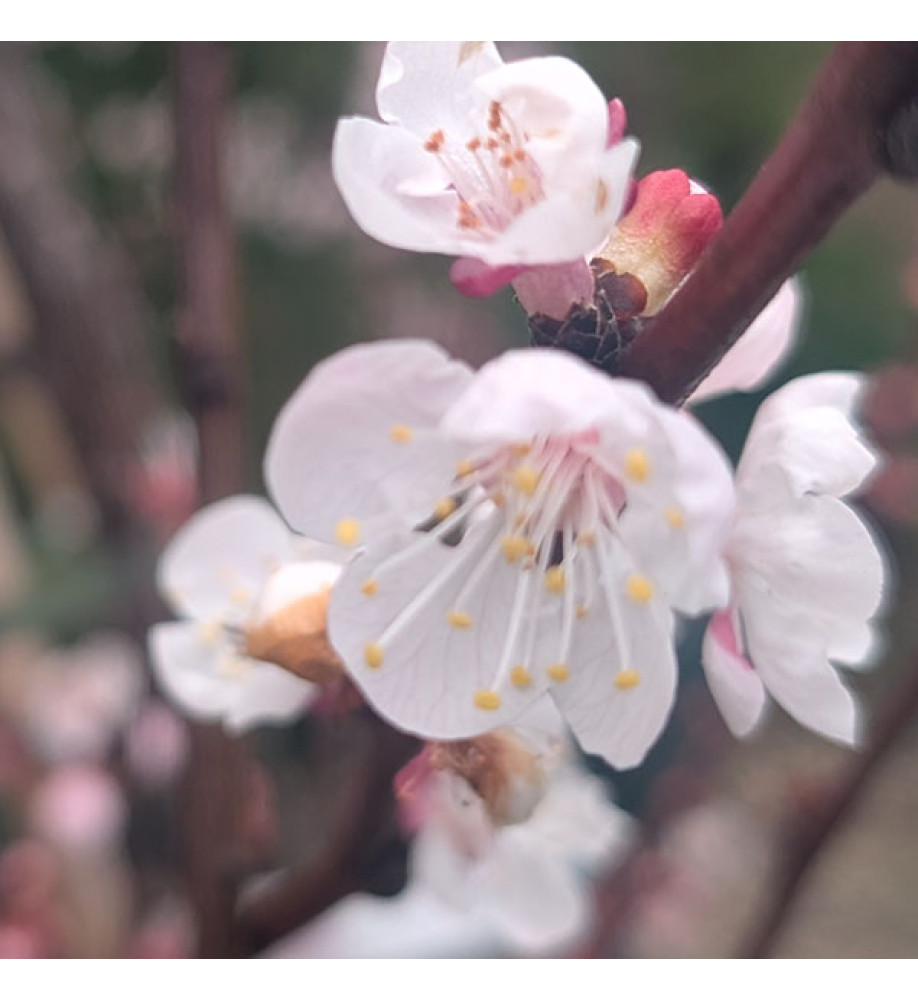 Prunus armeniaca Moorpark (Apricot) (10lt) Prunus armeniaca Moorpark (Apricot) (10lt)