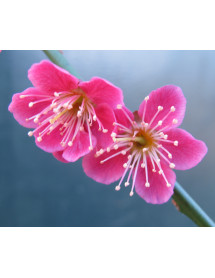 Prunus mume Beni-chidori (11.5lt)