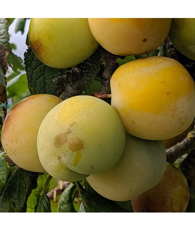 Prunus domestica Oullins Golden Gage - St Julien 'A' (Half Standard) (12lt)