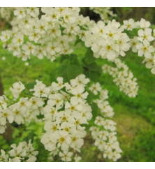 Prunus padus (20lt)