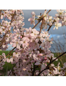 Prunus Pandora (12lt)