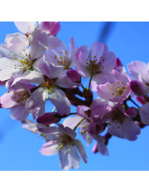Prunus Pandora (10lt)