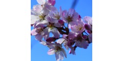 Prunus x incam 'Okame' (3lt)