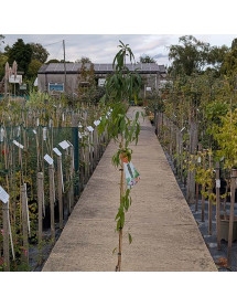 Prunus persica Grazia (5lt)