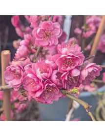 Prunus persica Melred (50cm std) (3lt)