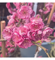 Prunus persica Melred (50cm std) (7lt)