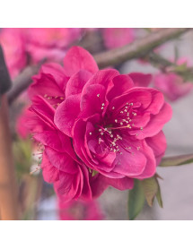 Prunus persica Melred (50cm std) (3lt)