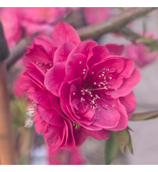 Prunus persica Melred (50cm std) (7lt)