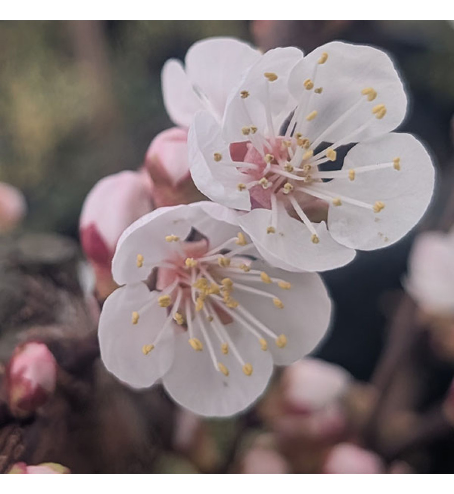Prunus armeniaca Pink Marry - (Apricot) St Julian A (Bush) (12lt) Prunus armeniaca Pink Marry - (Apricot) St Julian A (Bush) (12lt)