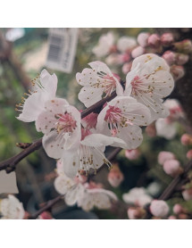 Prunus armeniaca Pink Marry - (Apricot) St Julian A (Bush) (12lt) Prunus armeniaca Pink Marry - (Apricot) St Julian A (Bush) (12lt)