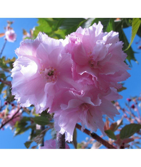 Prunus Pink Perfection (12lt)