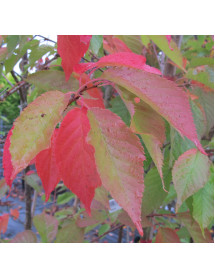Prunus Little Pink Perfection (18lt)