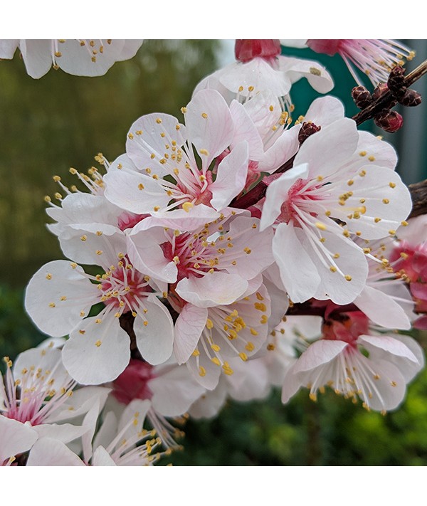 Prunus armeniaca Robada (Apricot) - St. Julien 'A' (Bush) (12lt)