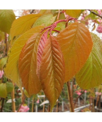 Prunus sargentii (15lt)