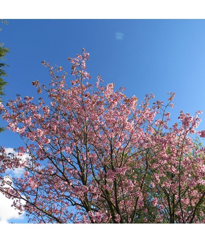 Prunus sargentii (15lt)