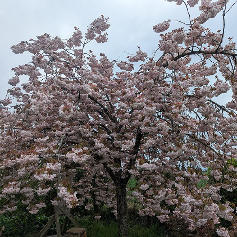 Prunus Shirofugen (17.5lt)
