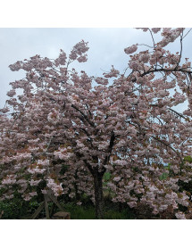 Prunus Shirofugen (15lt)