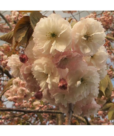 Prunus Shirofugen (10lt)