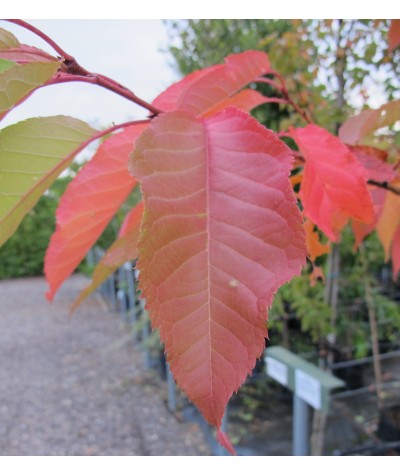 Prunus Shirofugen (13.5lt)