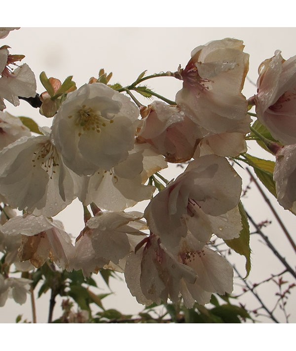 Prunus Shirotae (25lt)