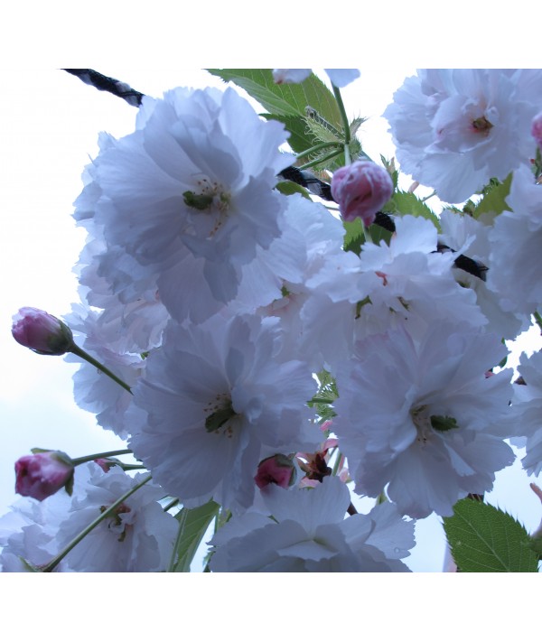 Prunus Shogetsu (12lt)