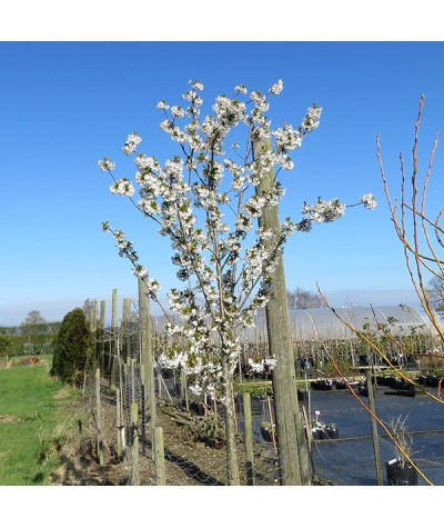 Prunus Snow Goose (12lt)