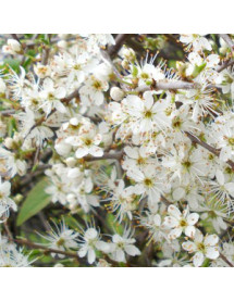 Prunus spinosa  (50-90cm bare root)
