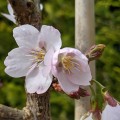 Prunus Spire (12lt)