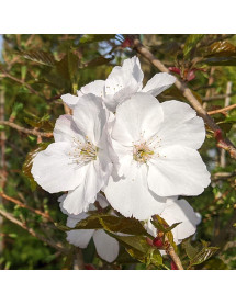 Prunus Sunset Boulevard (12lt) Prunus Sunset Boulevard (12lt)