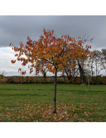 Prunus Taihaku (12lt)