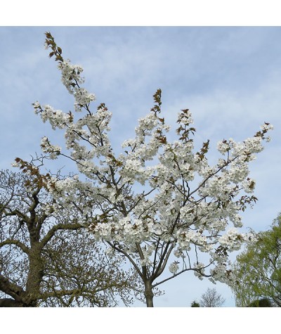 Prunus Taihaku (13.5lt)