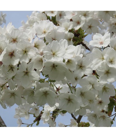 Prunus Taihaku (13.5lt)
