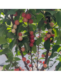 Prunus tomentosa (7.5lt)