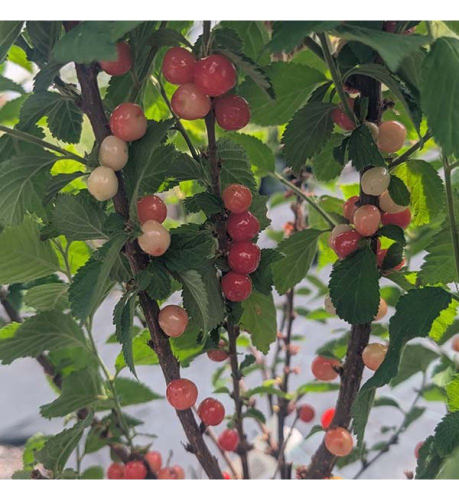 Prunus tomentosa (7.5lt)