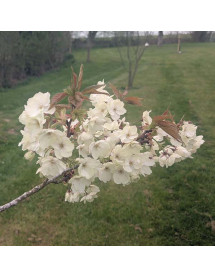 Prunus Ukon (12lt)