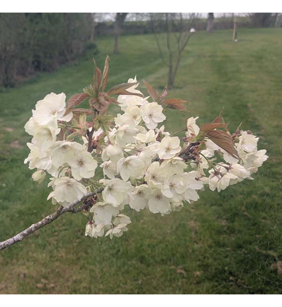 Prunus Ukon (12lt)