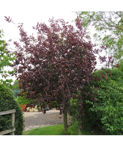 Prunus virginiana Canada Red (12lt)