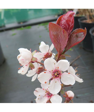 Prunus x cistena (3lt)