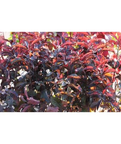 Prunus x cistena (3lt)