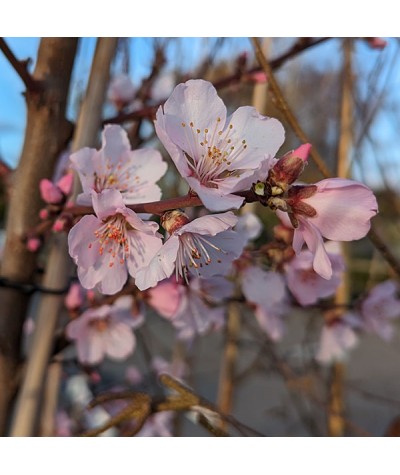 Prunus x persicoides 'Ingrid' (F) (Almond)- St. Julien 'A' Rootstock (12lt)